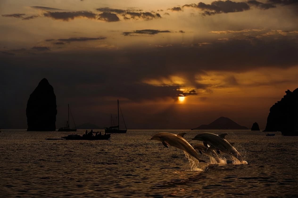 Tramonto & Delfini